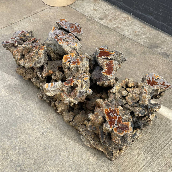 Vintage Burl Root Live Edge Coffee Table, No Glass Top, 1970’s