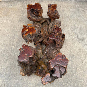 Vintage Free Form Root Coffee Table / no Glass Top