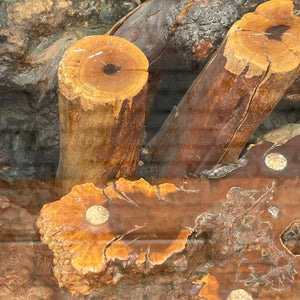 Vintage Drift Wood Root Dining Table with Glass Top, 1970’s